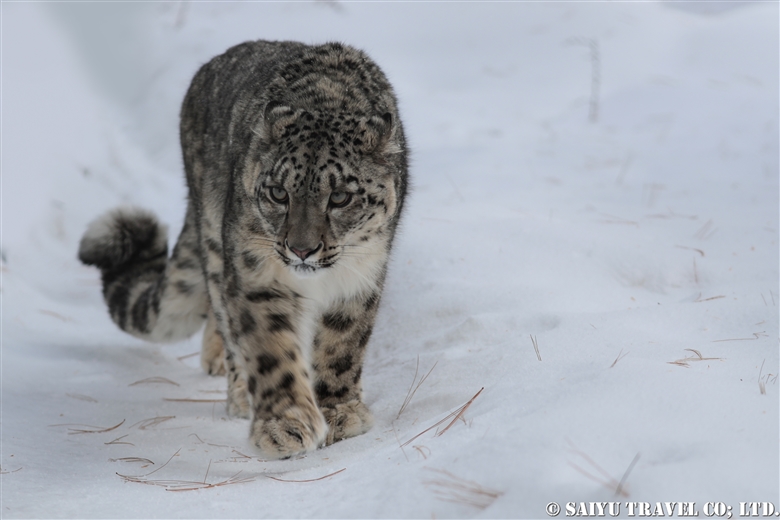 Lolly the Snow Leopard -3